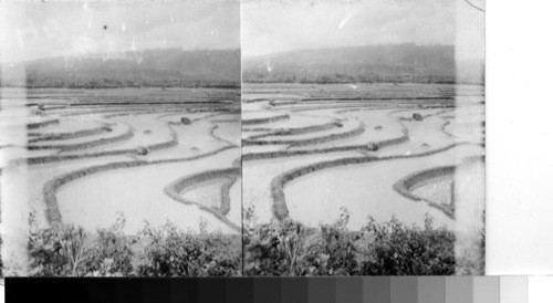 Rice Fields, Bali