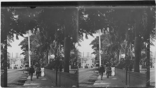 One of the shady thoroughfare of Honolulu, Hawaiian Islands