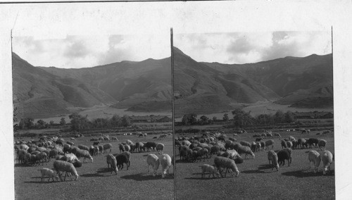 Sheep raising in a sunny valley among the Andes near Cuzco (farm buildings at right). Peru