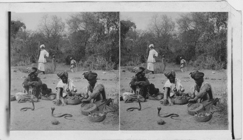 Snake Charmers, Delhi, India, Horded Cobra