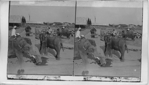 Elephants in the Timber yards hauling and lifting - India