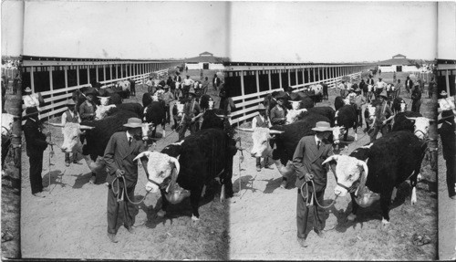 The Herfords, first and second prize winners, State Fair, Pueblo, Colorado