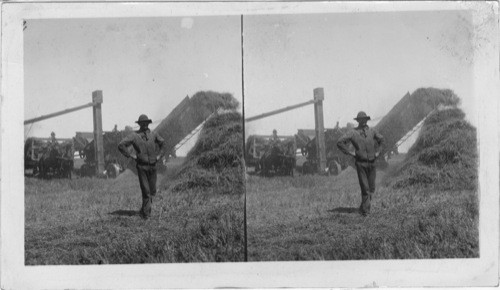 Threshing machine, bonanza wheat field. Idaho