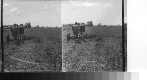 Cutting alfalfa with a mower. Alta. Canada