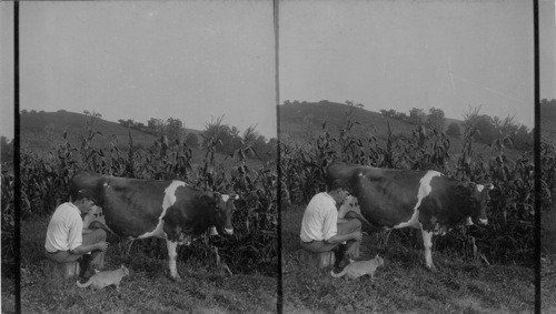 Cow at Milking Time