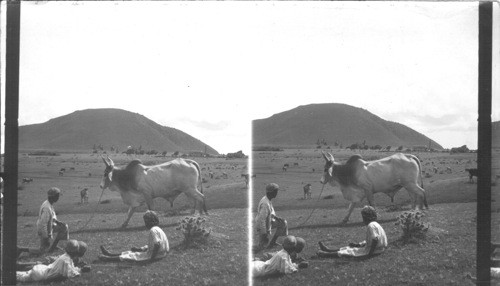 Cattle Ranch on an Old Battle Ground, Frigate Bay, St. Kitts, B.W.I