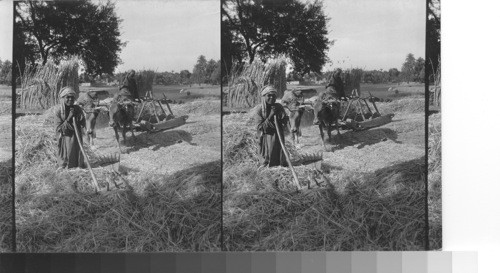 Primitive threshing methods. Karnak, Egypt