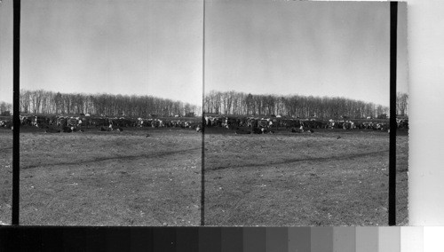 Beef Cattle in the Corn Belt, Ill