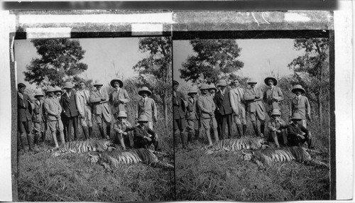 Maharajah of Cooch Behar, his guests and results of their day’s shoot. Royal Bengal Tiger Hunters. India