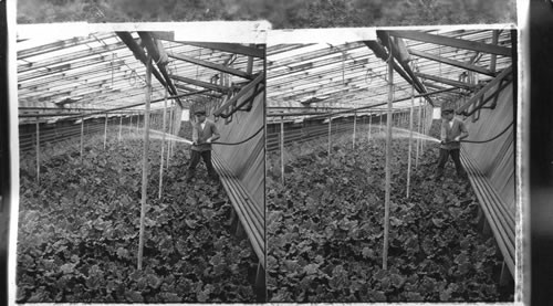 New Jersey. Young rhubarb plants