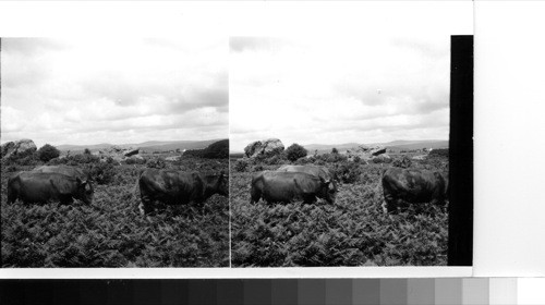 Near Yelverton: Cattle amid the scrubby vegetation of the Devon Moorlands. Quite a lot of farmland has been developed in recent years in the heart of these thro [through] reclamation projects