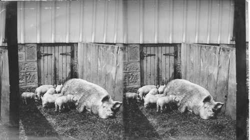 Listening for the dinner bell, Model Farm, Guelph, Canada