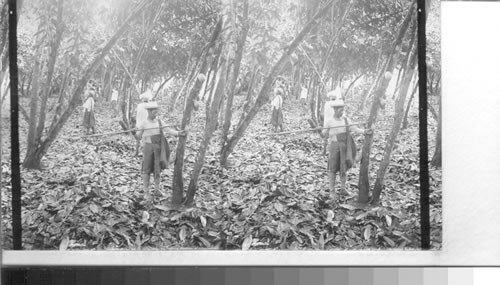 Gathering cacao pods from which chocolate and cocoa are produced. La Clemetina plantation. Ecuador