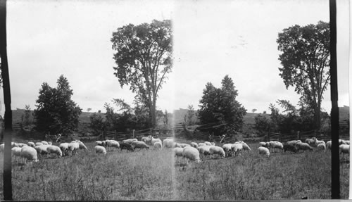 Sheep raising on an Ontario farm, Canada