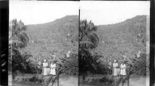 Barrington Valley, where rich soil and sunshine grow millions of bananas, Jamaica