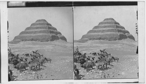 Herd of Sheep in front of Pyramid, Sakkarah, Egypt