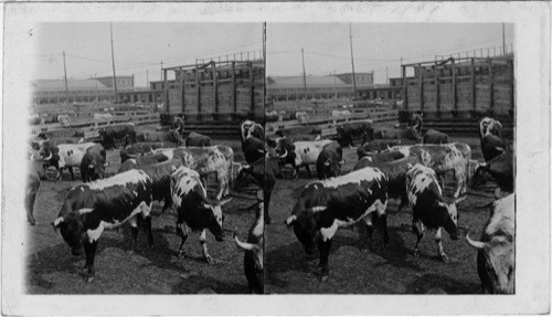 Chicago Stock Yards, Chicago, Ill