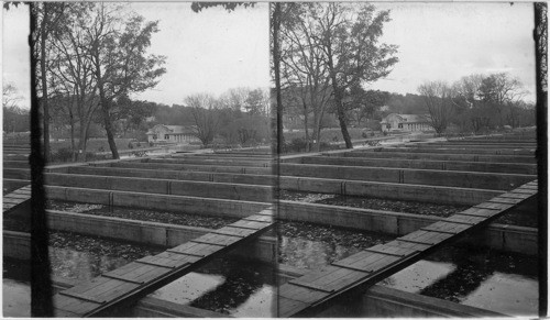 Rearing pools at Wayne Co., Penna. Shipping and storage house beyond