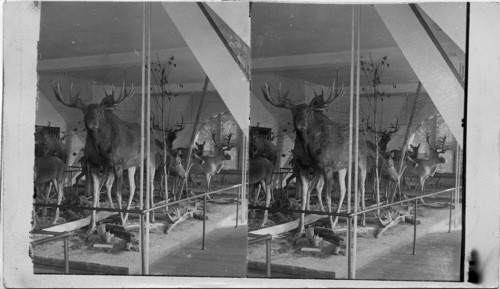 The Grandest Specimen of the American Moose - University Museum, Lawrence, Kansas