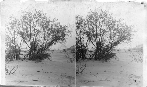 The Morning Sand Dunes which Bury Forests, S. Shone of Lake Michigan, 2nd 10 ft of a 50 ft Oak buried by morning dunes, Indiana