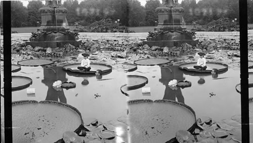 Bartholdi Fountain (base) and Lily Pond. Washington, D.C