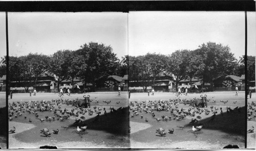 A Flock of Sacred Pigeons in the Streets of Bombay. India