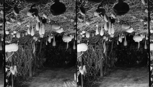 Gourd Arbor of Mr. Chas. Stevens of Chicago