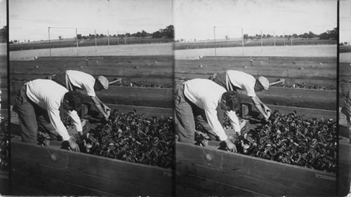 Plunging pollid [polled] plants in soil. New Jersey Flower Farm