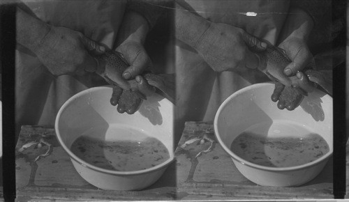 Stripping the female brork [brook] trout. In actual practice the eggs should not touch the hand. They are held on the fingers here to show their size. Brown Trout