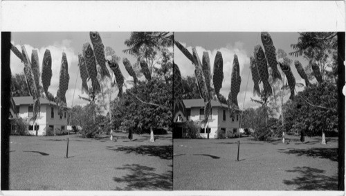 Paper Fish Flying in front of a Japanese Home, celebrating Boys Day. The carp, the strongest fish in Japan, is supposed to bring strength and ambition and other virtues to the boys of the home. Hilo. Island of Hawaii. Hawaii