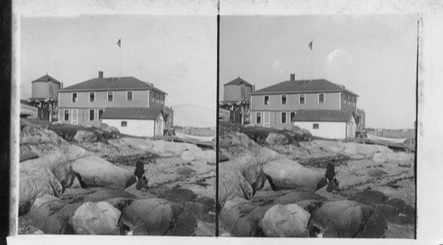 U.S. Hatchery on Ten-Pound Island on Gloucester Bay. Mass