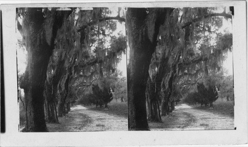 Savannah - Moss Avenue - Bonaventure Cemetery, GA