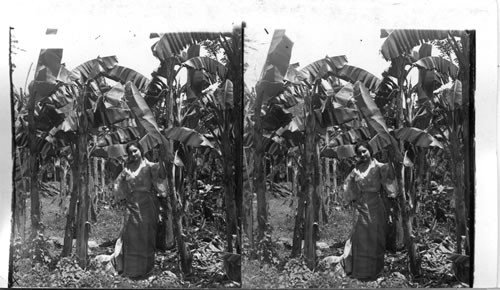 Tropical Beauties of Ermita - A Mestiza Maiden in a Banana Grove. Philippine Islands