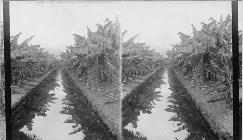 Mirror view of a banana plantation in the mid-Pacific. Hawaiian Islands