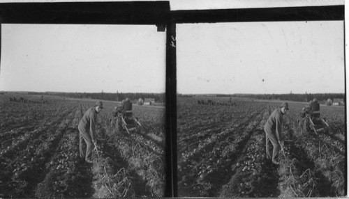 Digging potatoes in the old way with a fork, also in the new way with a modern digging machine pulled by a tractor. Mc Fadyen Farms, Augustin Cove, P.E. Island