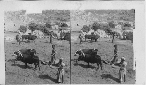 A threshing floor in the hills of Galilee - the women is winnowing. Palestine