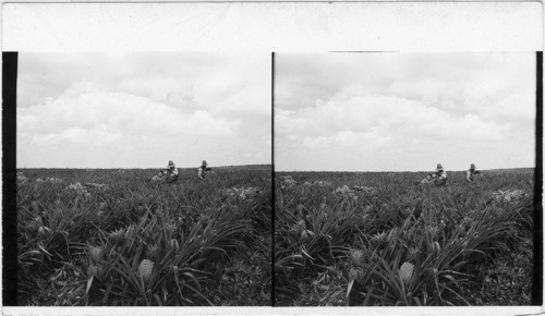 Picking Pineapples - Is. of Oahu. Hawaii