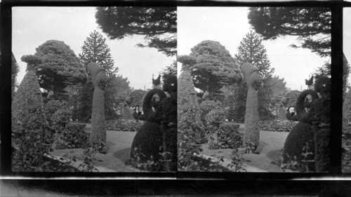 Topiary Garden. Pendray's Gardens, Victoria, B.C