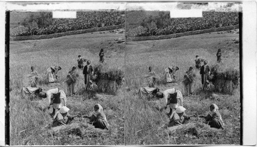 A barley harvest near Bethlehem, Palestine