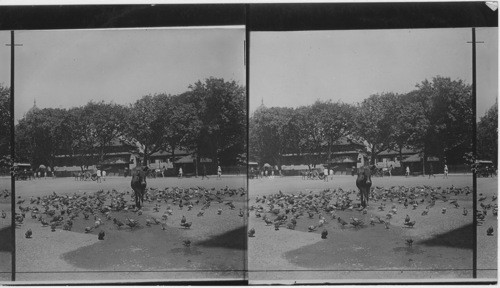 A flock of sacred pigeons in the streets of Bombay, India