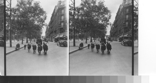 A cheese vendor with his goats, Paris, France