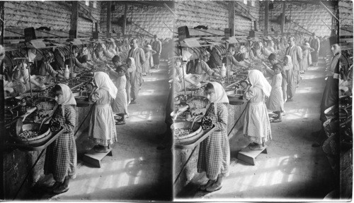 Boiling cocoons to loosen fibre ends in Syria’s largest silk reeling plant. Mt. Lebanon. Syria