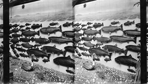 Fish Exhibit from state of Washington, Columbian Exposition, Chicago, Ill