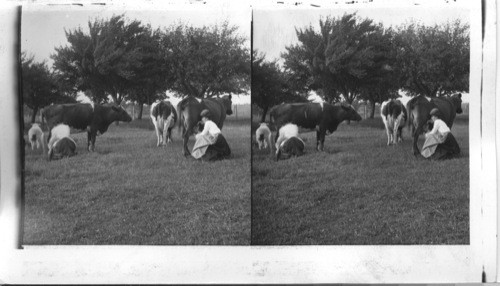 Milking time on an Ontario farm, Canada