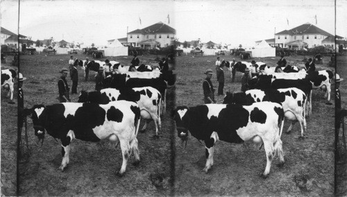 The Wealth and Pride of the Dairy, State Fair, Pueblo, Colo