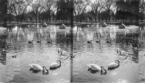 The Snowy Swans, San Pedro Park, San Antonio, Tex