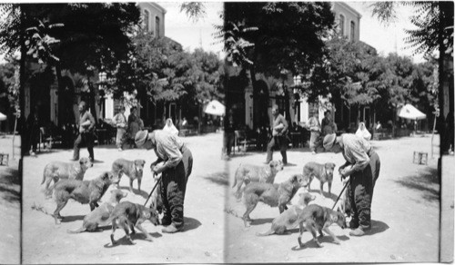 The Dogs Old Friend, Scene in Constantinople, Turkey