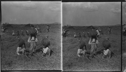 Harvesting Rice, Philippines