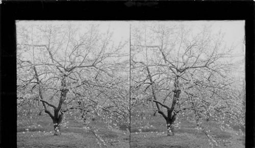 Apple Orchards of Senator W.E. Byrd, Berryville, VA