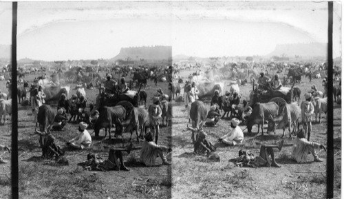 Pilgrims in camp on the way with their sacred bulls to the Temple, India